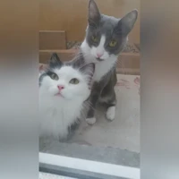 домашняя, серо-белая