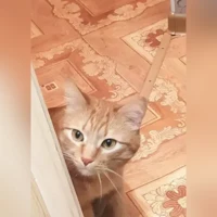 Рыжик, Домашняя, рыжий полосатый