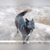 Голубичка