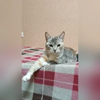 Nessuna foto