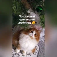 Тиша