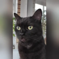 Бас, шотландская