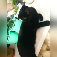 шотландская