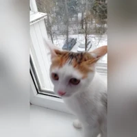 домашняя, триколор