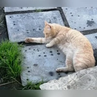 персиковый