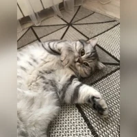Тори, шотландская