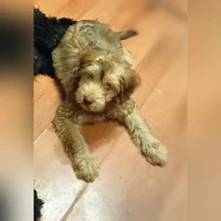 Веста, домашняя, золото