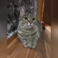 домашняя
