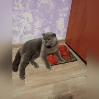 шотландская