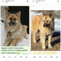 Домашняя, рыжий