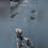Тима, серый с рыжим