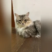 Кузя